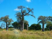 BAOBAB MADAGASCAR