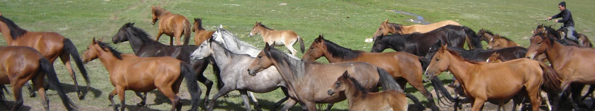chevaux Khyrghiz