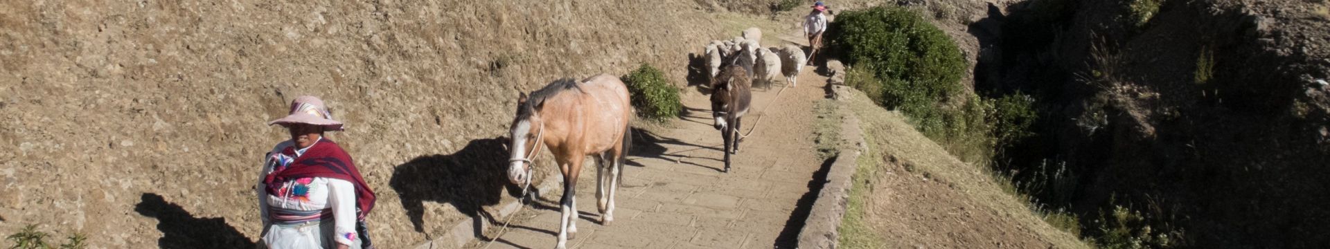 Pérou paysanne et ses moutons