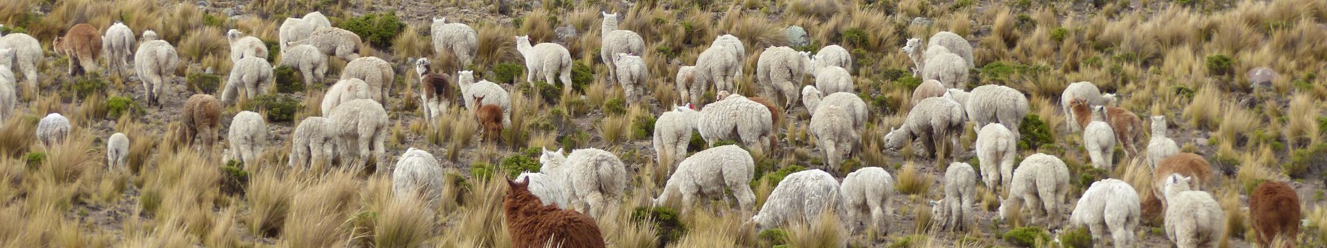 Pérou vigognes